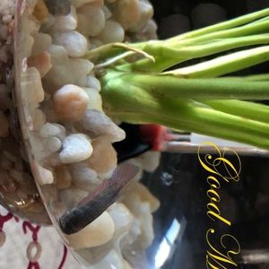 Meet your Posher, Janis